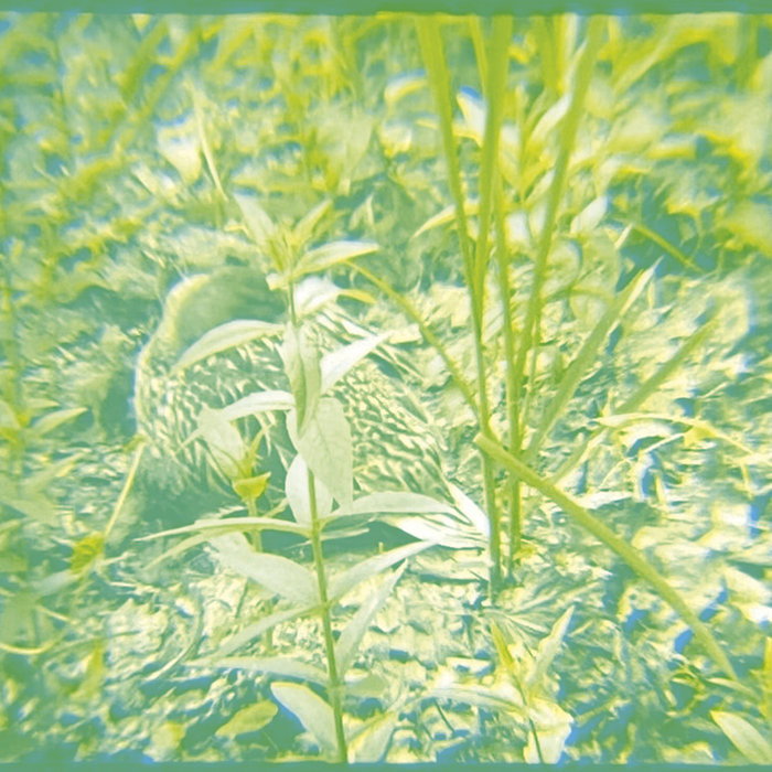 Reeds